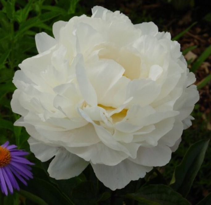 Півонія (Гарденія) Gardenia 